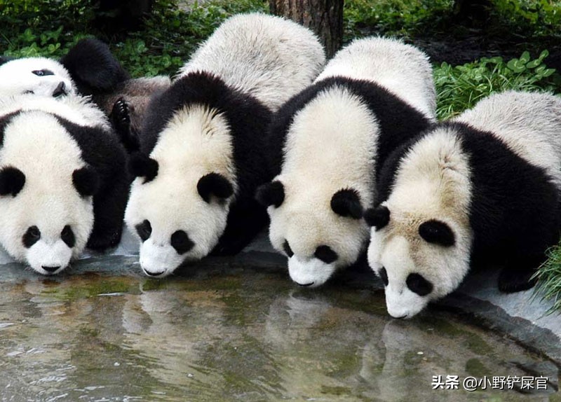 世界上动物千千万，为什么只有大熊猫是国宝？《山海经》来告诉你 第11张