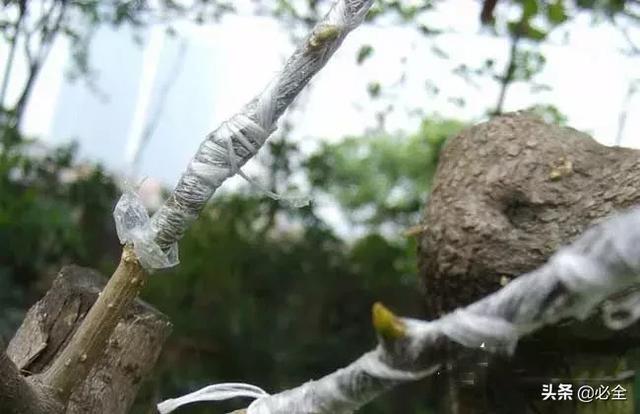 如何嫁接果树？分享5个老师傅常用的嫁接法 第11张