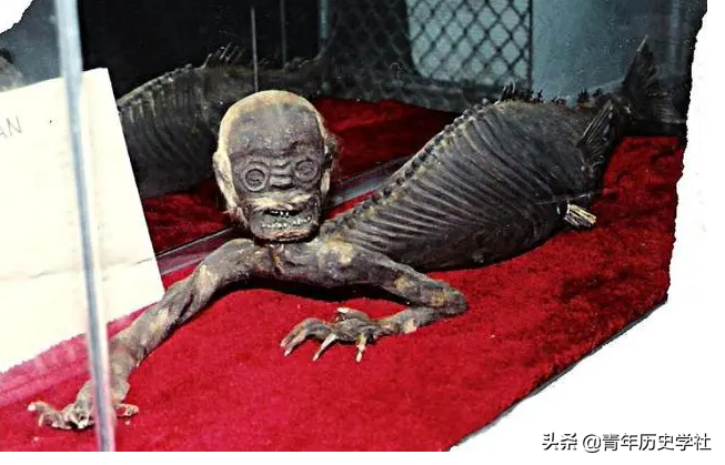 世界上有美人鱼吗？海洋专家，揭开美人鱼的神秘面纱 第37张