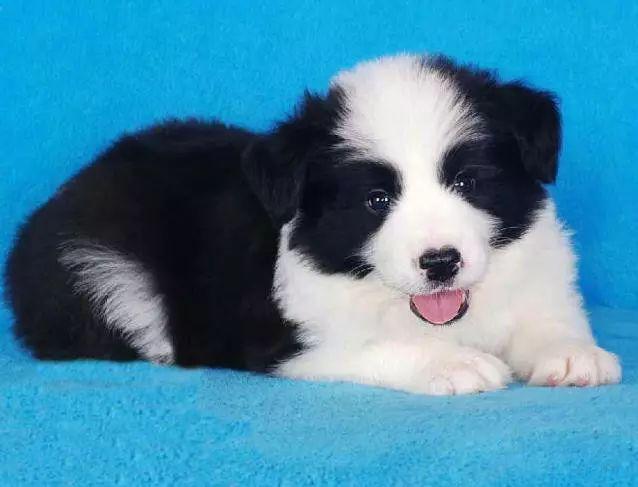 宠物狗的品种名称大全（45种宠物名犬，看看你认识多少） 第13张