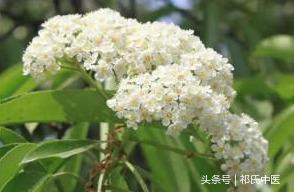 为什么闻石楠花女生会脸红？这种花有特殊的味道 第1张