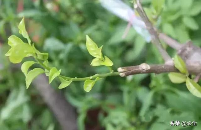 如何嫁接果树？分享5个老师傅常用的嫁接法 第3张