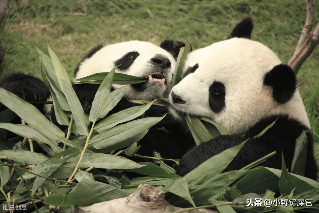世界上动物千千万，为什么只有大熊猫是国宝？《山海经》来告诉你 第15张