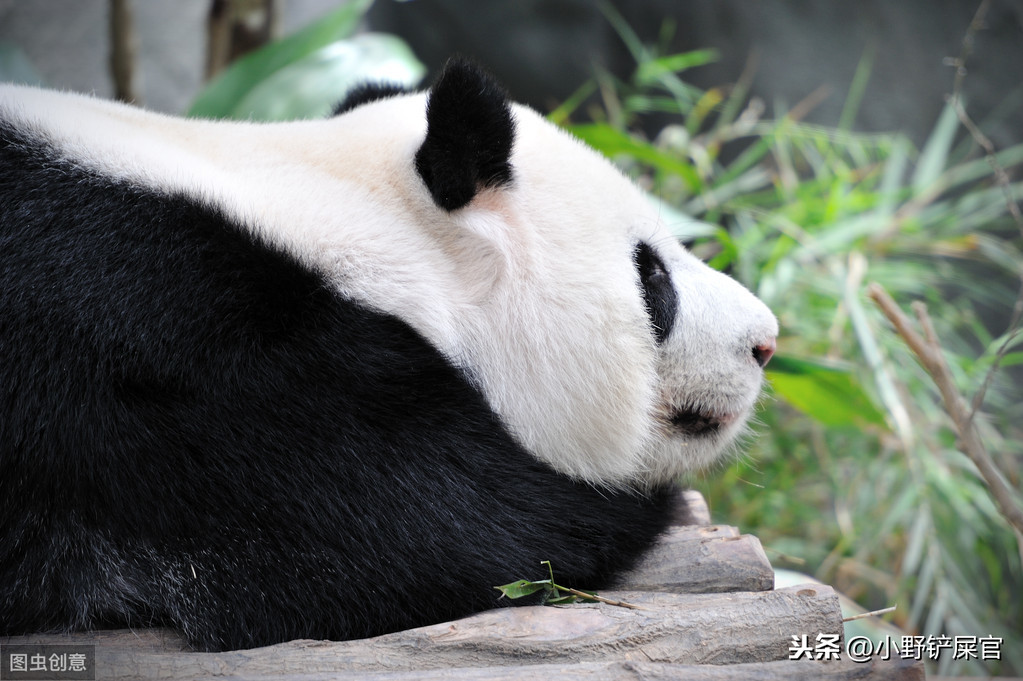 世界上动物千千万，为什么只有大熊猫是国宝？《山海经》来告诉你 第7张