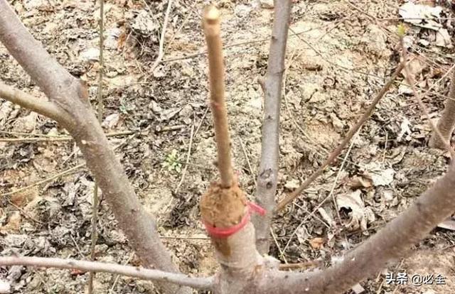 如何嫁接果树？分享5个老师傅常用的嫁接法 第9张