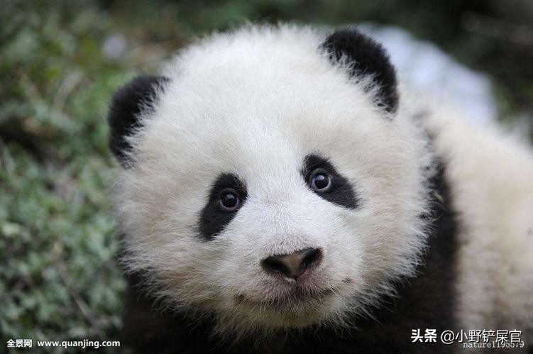 世界上动物千千万，为什么只有大熊猫是国宝？《山海经》来告诉你 第17张