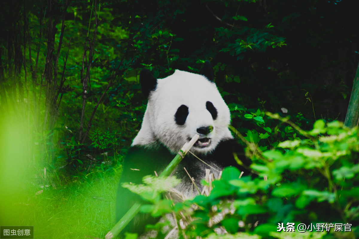 世界上动物千千万，为什么只有大熊猫是国宝？《山海经》来告诉你 第5张