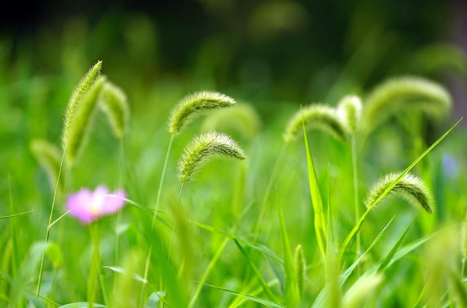 狗尾草中艰难爱，默默付出坚忍中 第5张