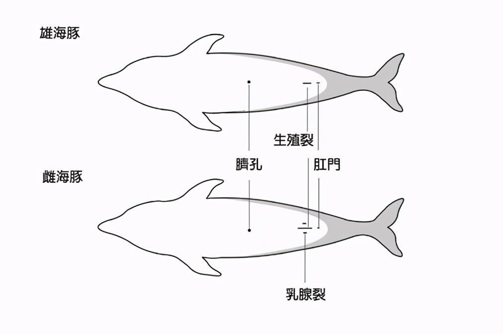 藤壶在鲸鱼身上疼吗？为什么鲸鱼身上寄生了那么多藤壶 第19张