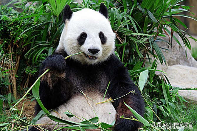 世界上动物千千万，为什么只有大熊猫是国宝？《山海经》来告诉你 第13张