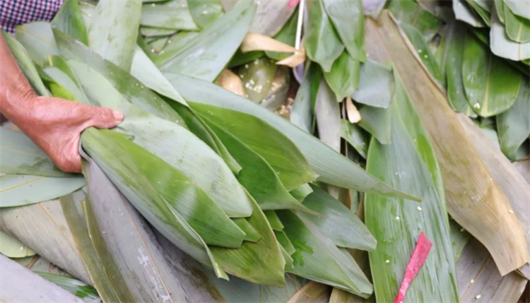常识科普：粽叶是什么植物的叶子？南方用箬叶，北方用芦苇叶 第3张
