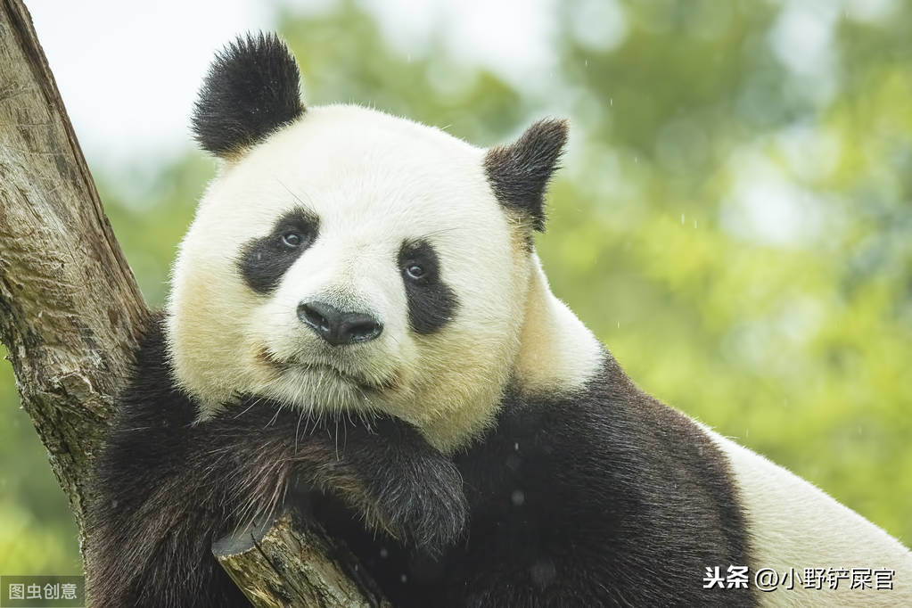 世界上动物千千万，为什么只有大熊猫是国宝？《山海经》来告诉你 第3张