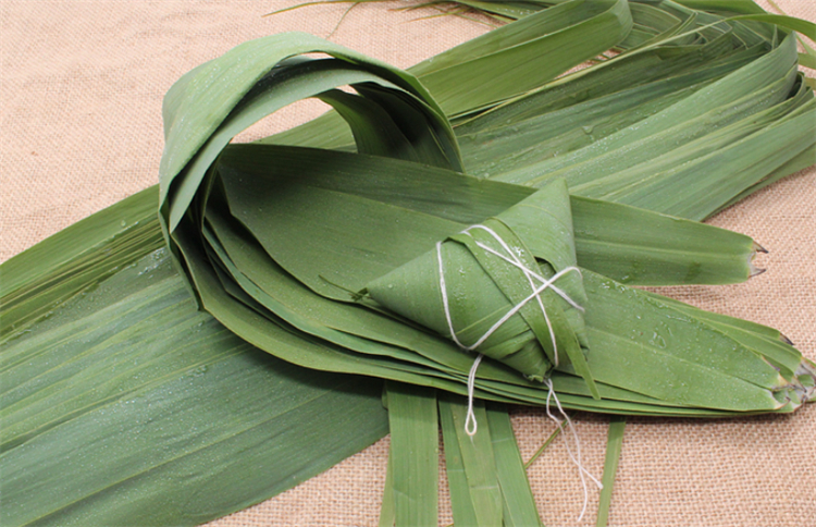 常识科普：粽叶是什么植物的叶子？南方用箬叶，北方用芦苇叶 第1张