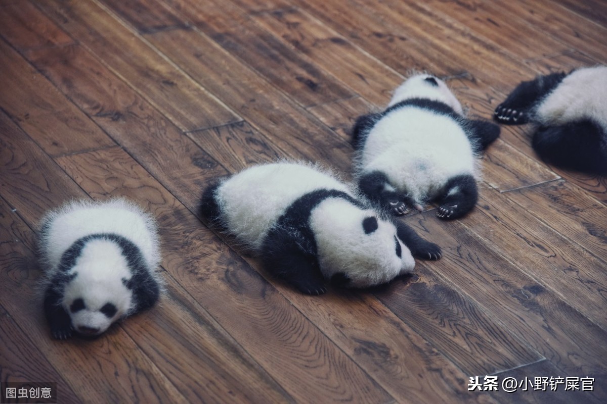 世界上动物千千万，为什么只有大熊猫是国宝？《山海经》来告诉你 第19张