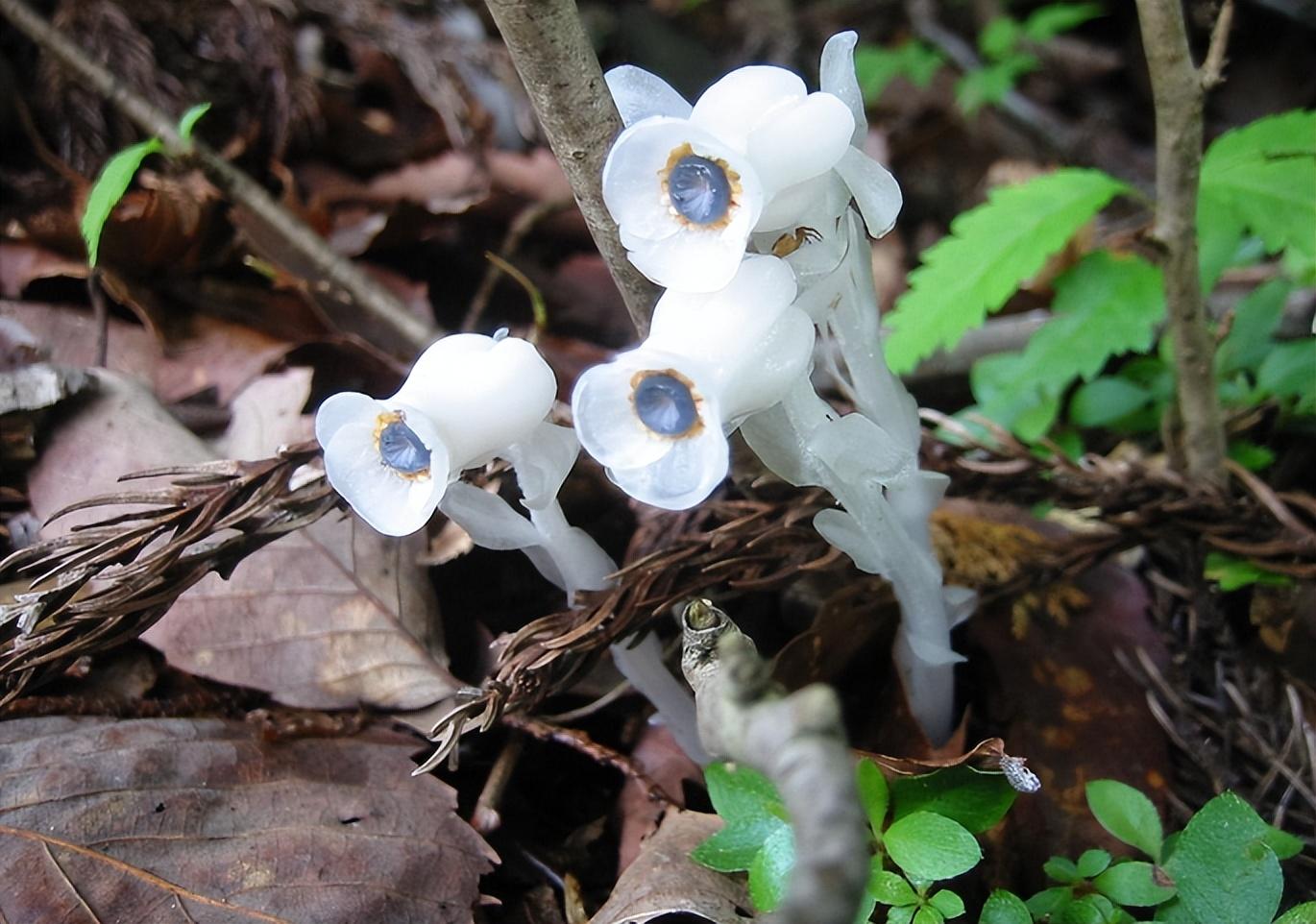 冥界之花有哪些（冥界四花大盘点） 第1张
