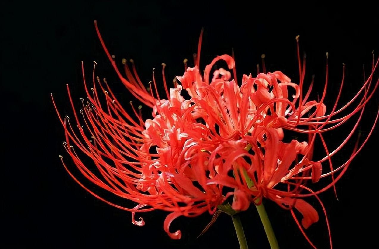 冥界之花有哪些（冥界四花大盘点） 第3张