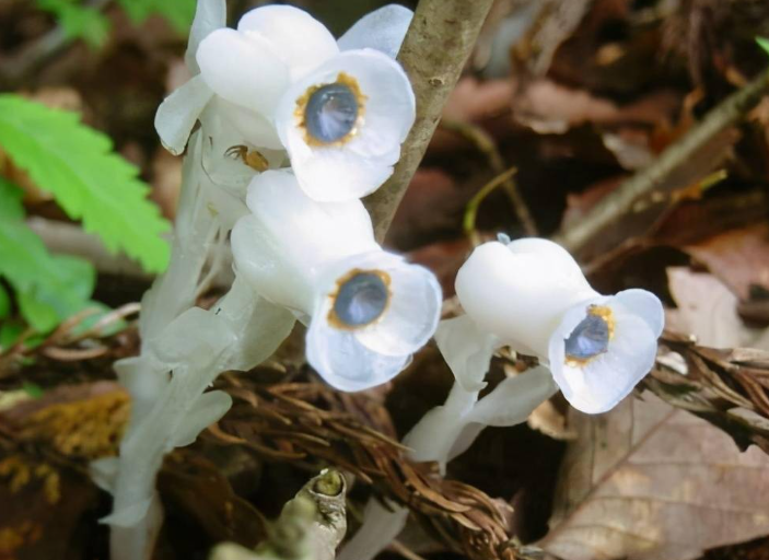 冥界之花有哪些（冥界四花大盘点） 第9张