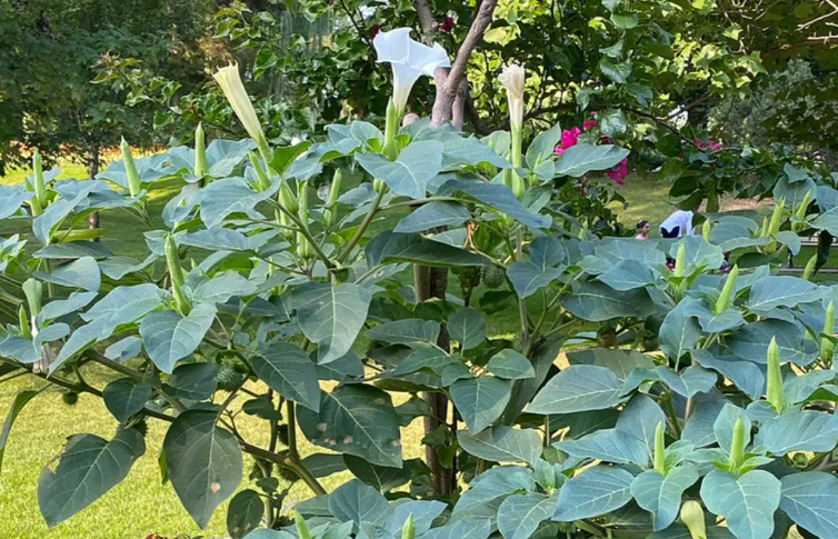 冥界之花有哪些（冥界四花大盘点） 第5张