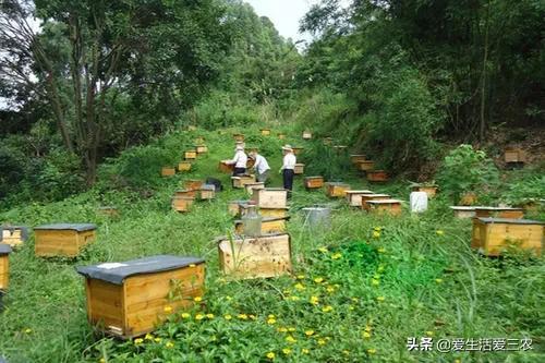 养殖业什么最好养最稳定（推荐五个养殖比较稳的品种） 第21张