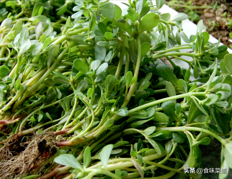 野菜美食推荐（公认最好吃的3种野菜） 第11张