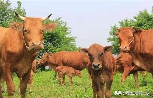 养殖业什么最好养最稳定（推荐五个养殖比较稳的品种） 第11张