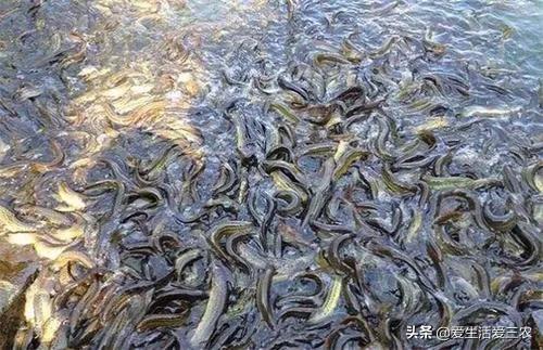 养殖业什么最好养最稳定（推荐五个养殖比较稳的品种） 第13张