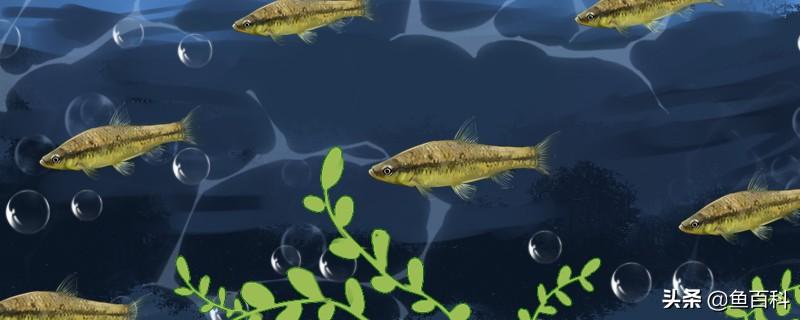 麦穗鱼怎么养（麦穗鱼的养殖技巧） 第1张