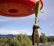 螳螂是益虫还是害虫（螳螂生活习性） 第3张