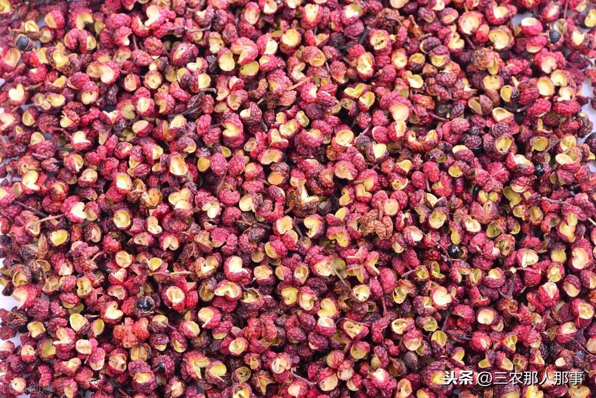 花椒籽怎么种才能发芽（花椒籽发芽最快方法） 第1张