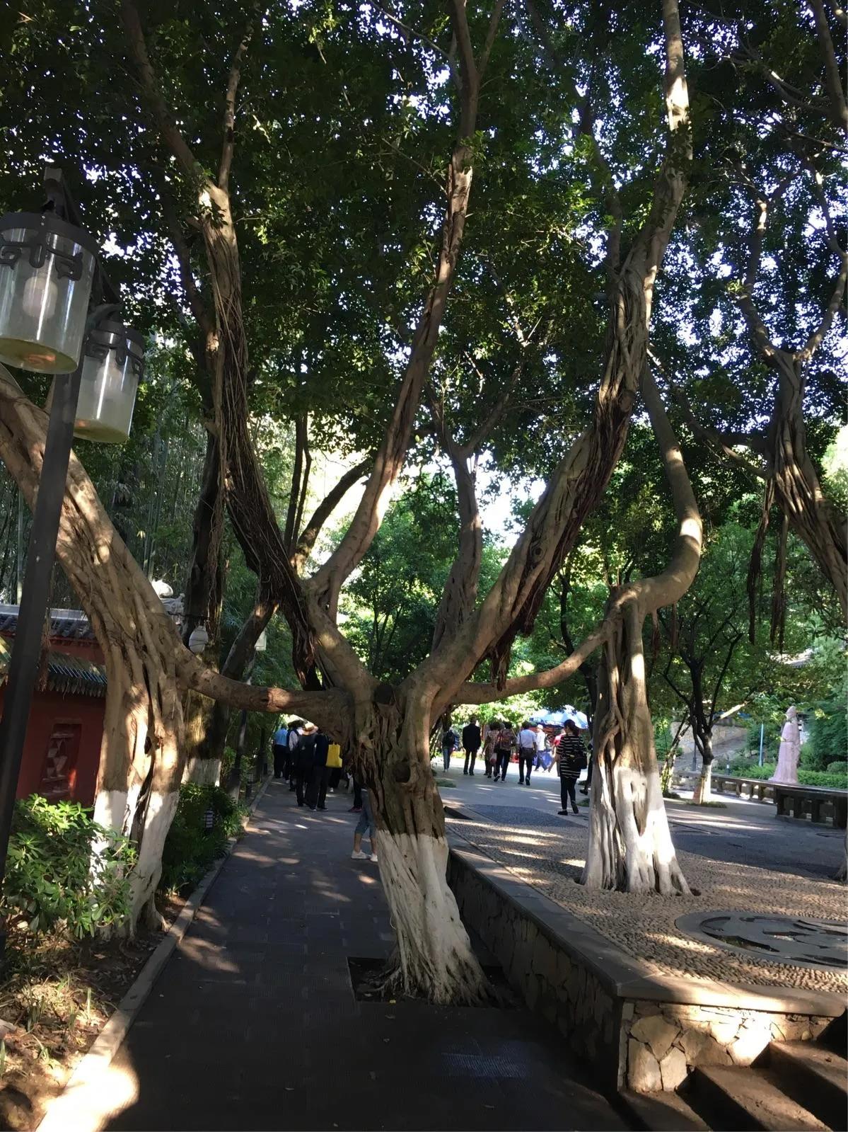 白帝城位于什么地方（重庆市奉节县白帝城地里位置） 第51张