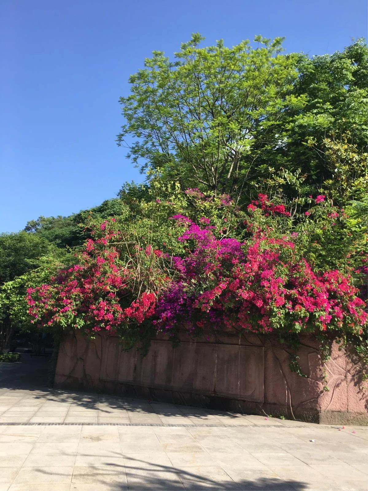 白帝城位于什么地方（重庆市奉节县白帝城地里位置） 第13张