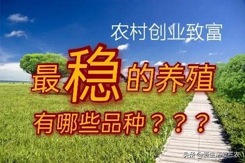 养殖业什么最好养最稳定（推荐五个养殖比较稳的品种） 第3张