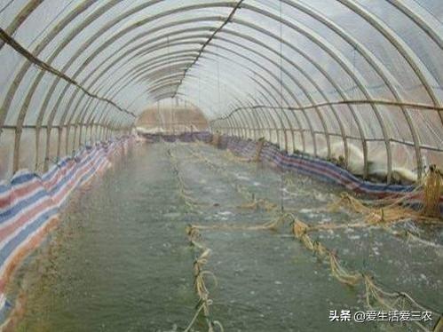 养殖业什么最好养最稳定（推荐五个养殖比较稳的品种） 第19张