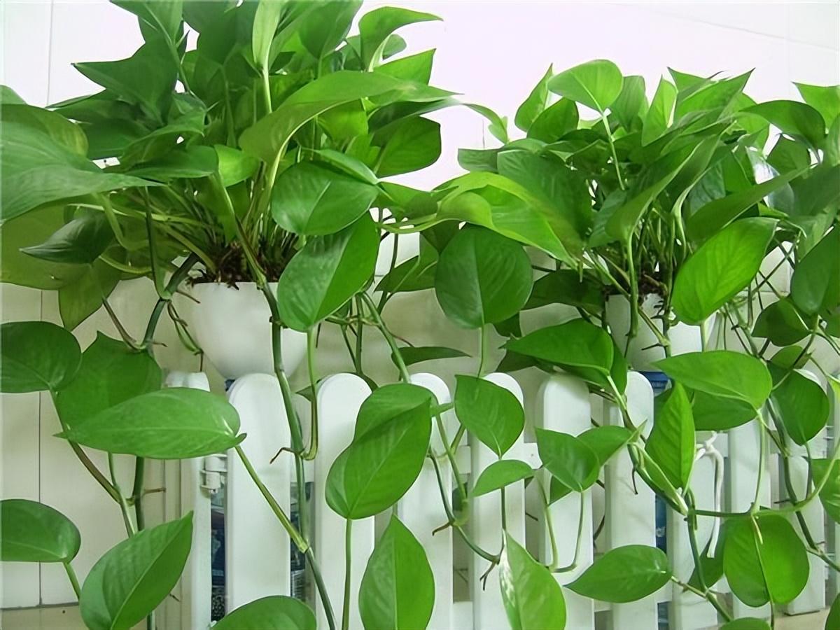 除味除甲醛最有效方法（除甲醛有效的三种技巧） 第3张