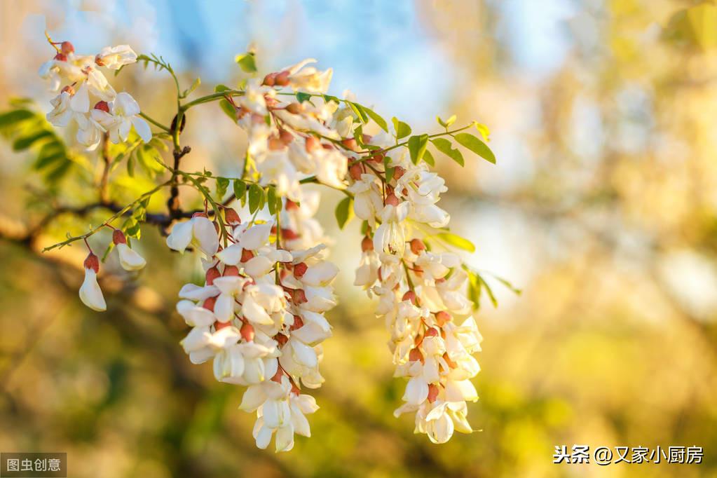 槐树花的吃法怎么做（槐花最简单的吃法） 第1张