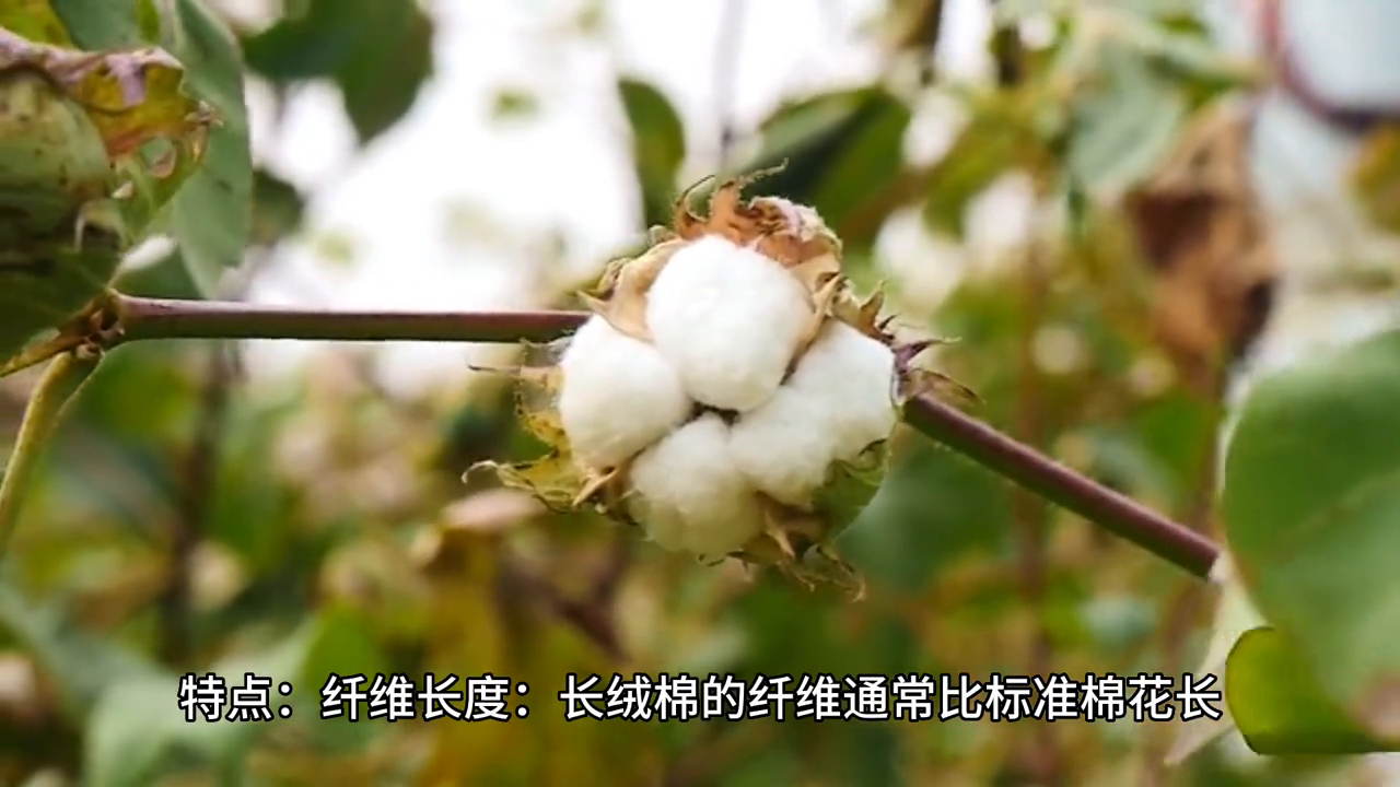 长绒棉是100%纯棉吗（长绒棉详细介绍） 第5张