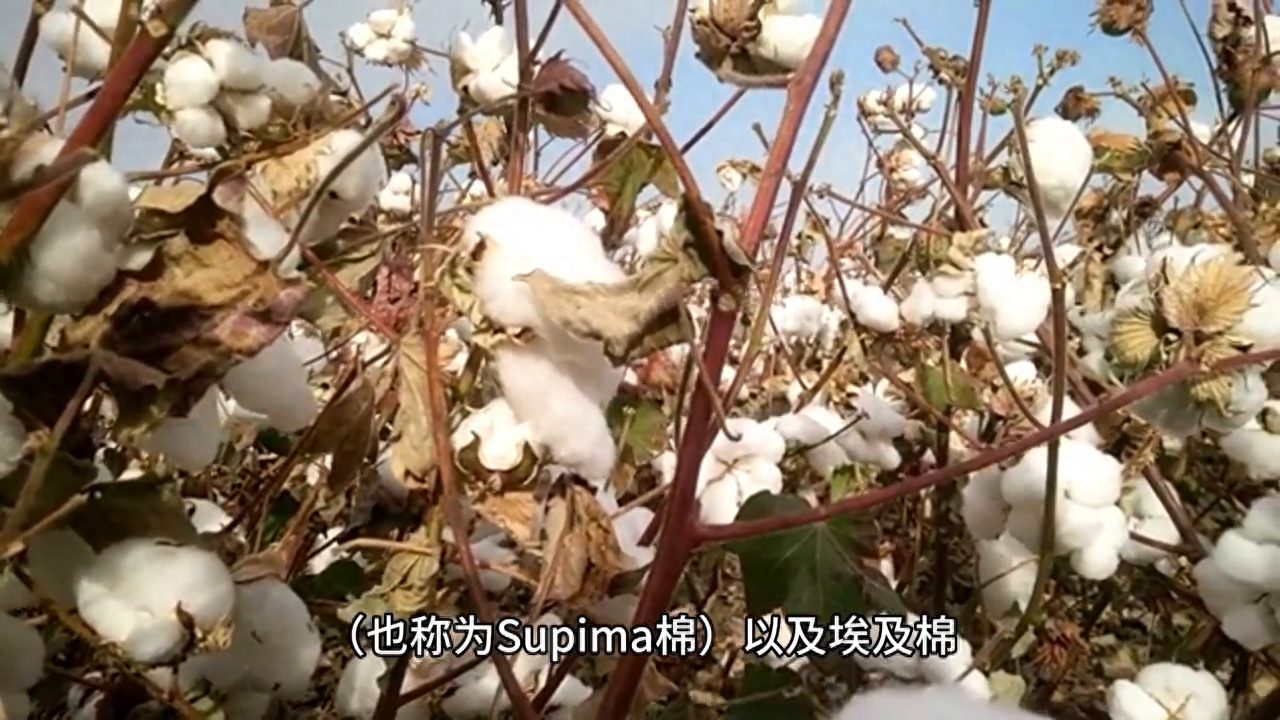 长绒棉是100%纯棉吗（长绒棉详细介绍） 第1张